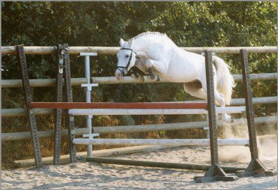 IVOIRE DE CIVRY - New Forest 1996 ,  PERAC DES ETANGS