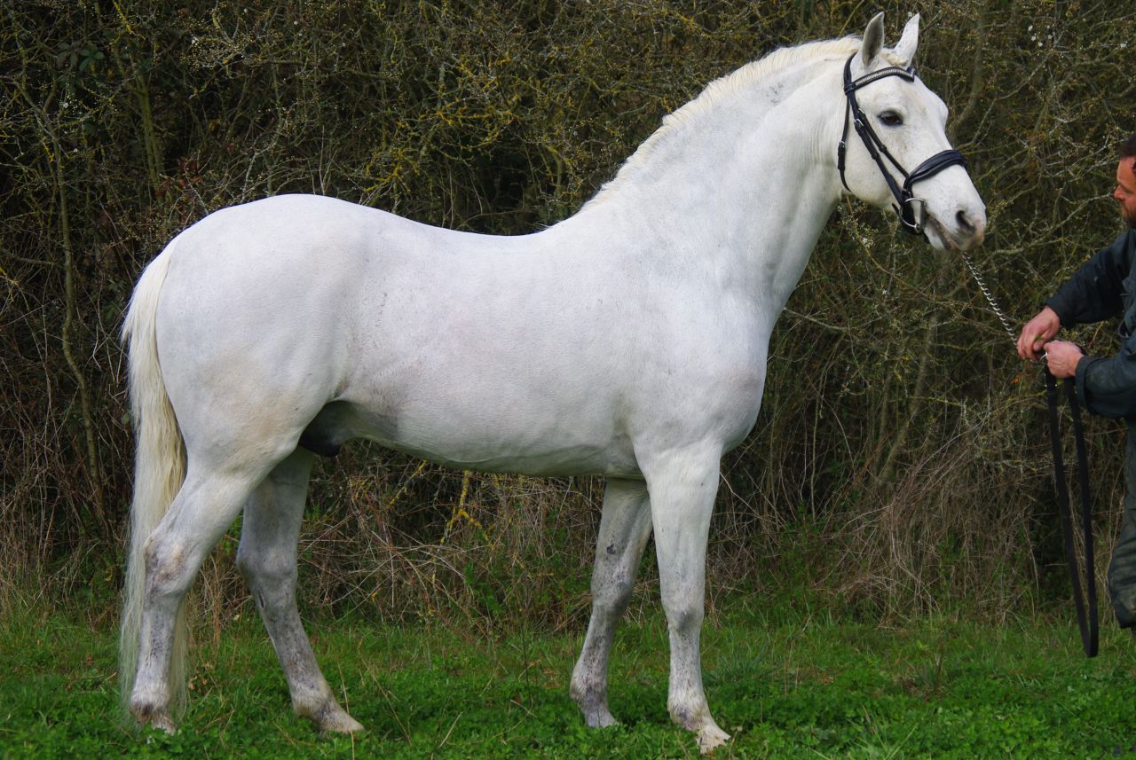 JACKSON ST HYMER - PFS Pony Francese da Sella 1997 ,  DON JUAN V