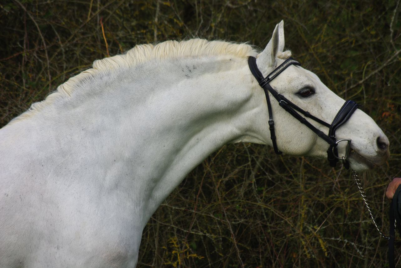 JACKSON ST HYMER - PFS Pony Francese da Sella 1997 ,  DON JUAN V