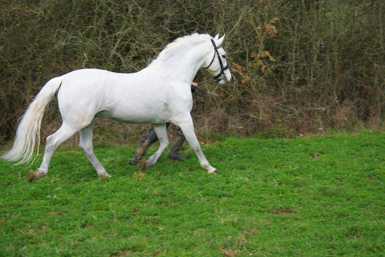 JACKSON ST HYMER - PFS Pony Francese da Sella 1997 ,  DON JUAN V