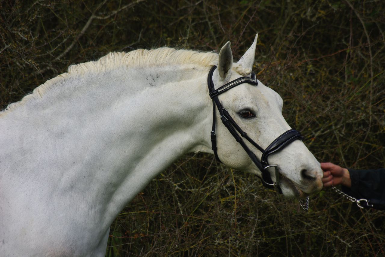 JACKSON ST HYMER - PFS Pony Francese da Sella 1997 ,  DON JUAN V