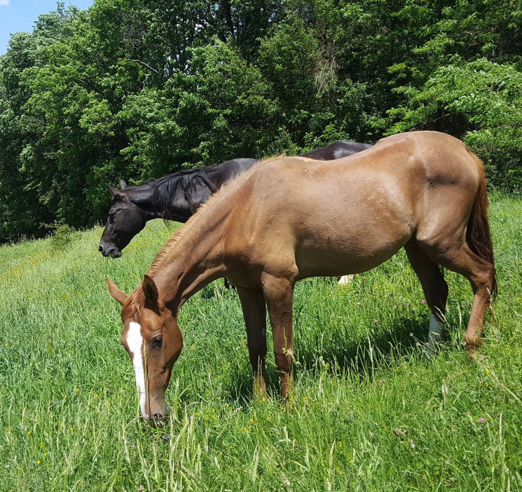 Cavalla Akhal Teke In vendita 2017 Sauro ,  Raymar, AT