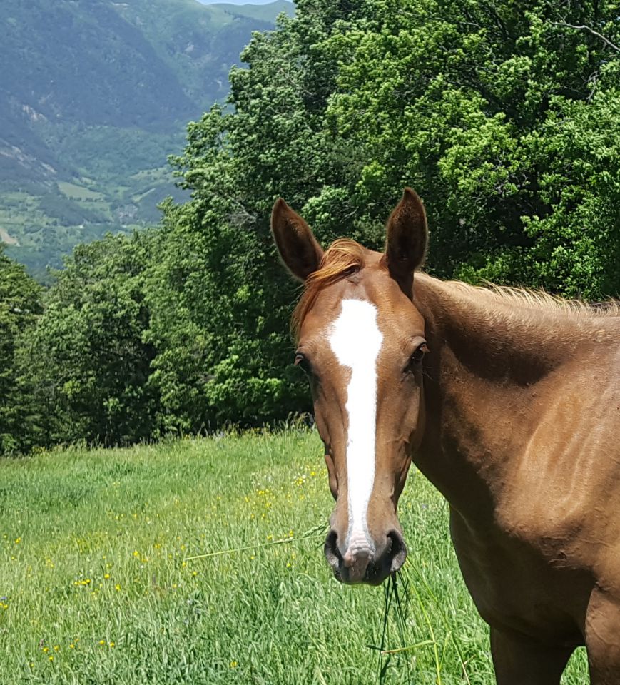 Cavalla Akhal Teke In vendita 2017 Sauro ,  Raymar, AT