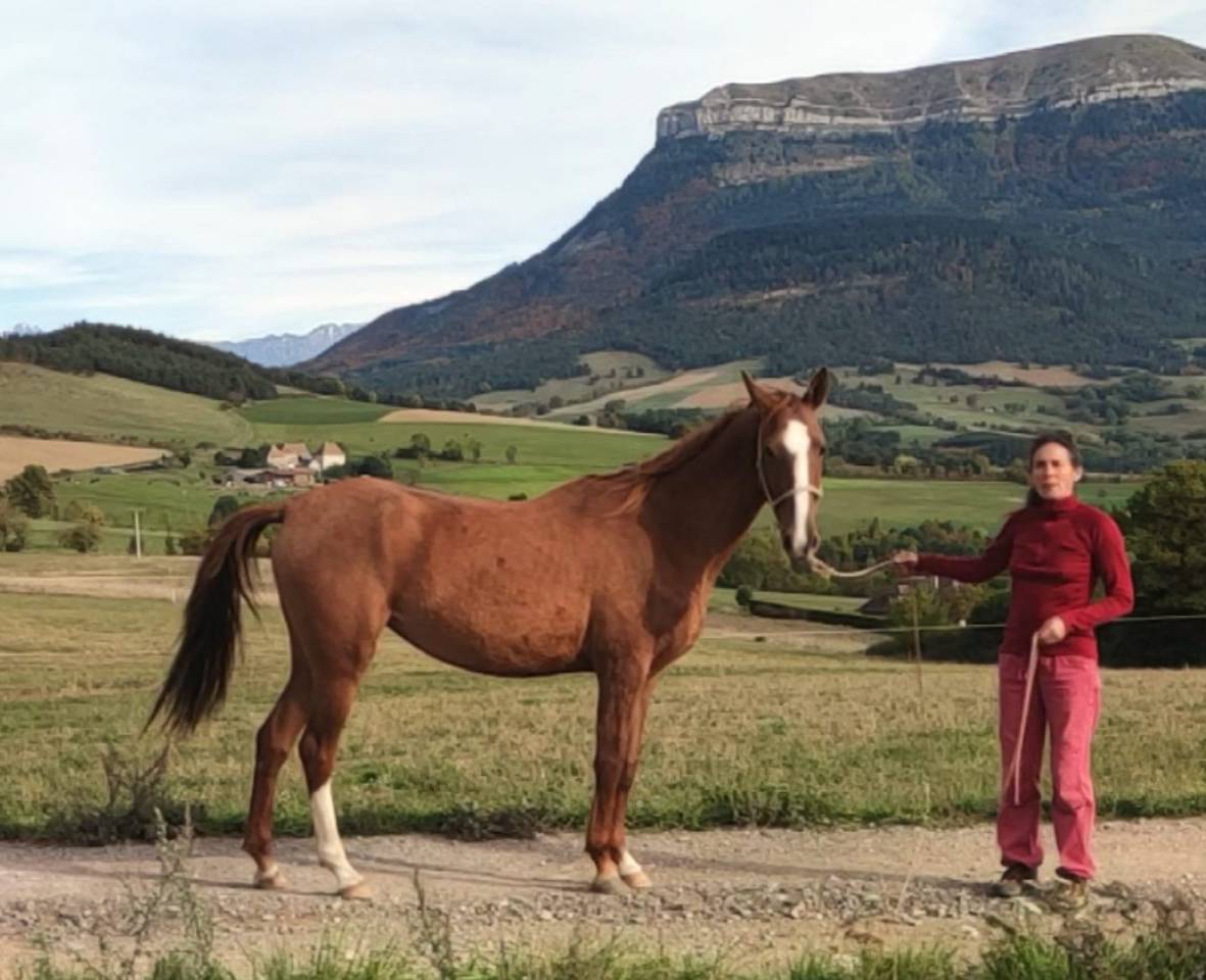 Cavalla Akhal Teke In vendita 2017 Sauro ,  Raymar, AT