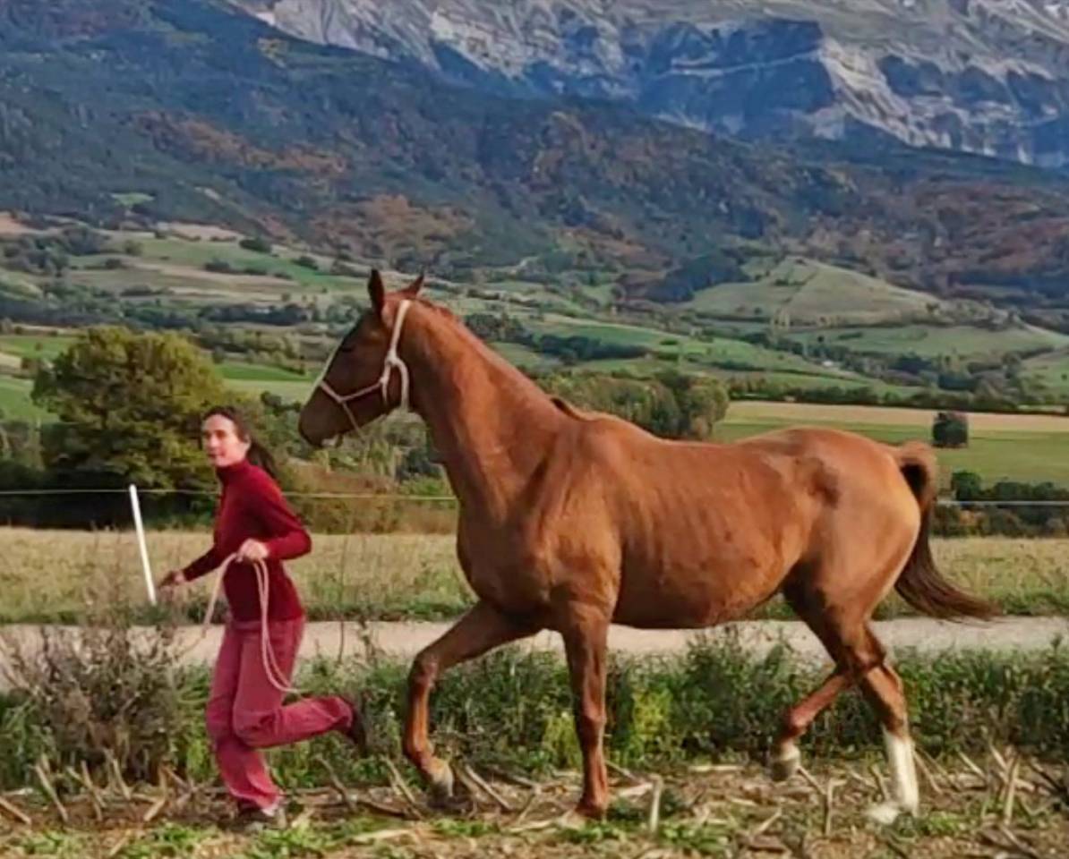 Cavalla Akhal Teke In vendita 2017 Sauro ,  Raymar, AT