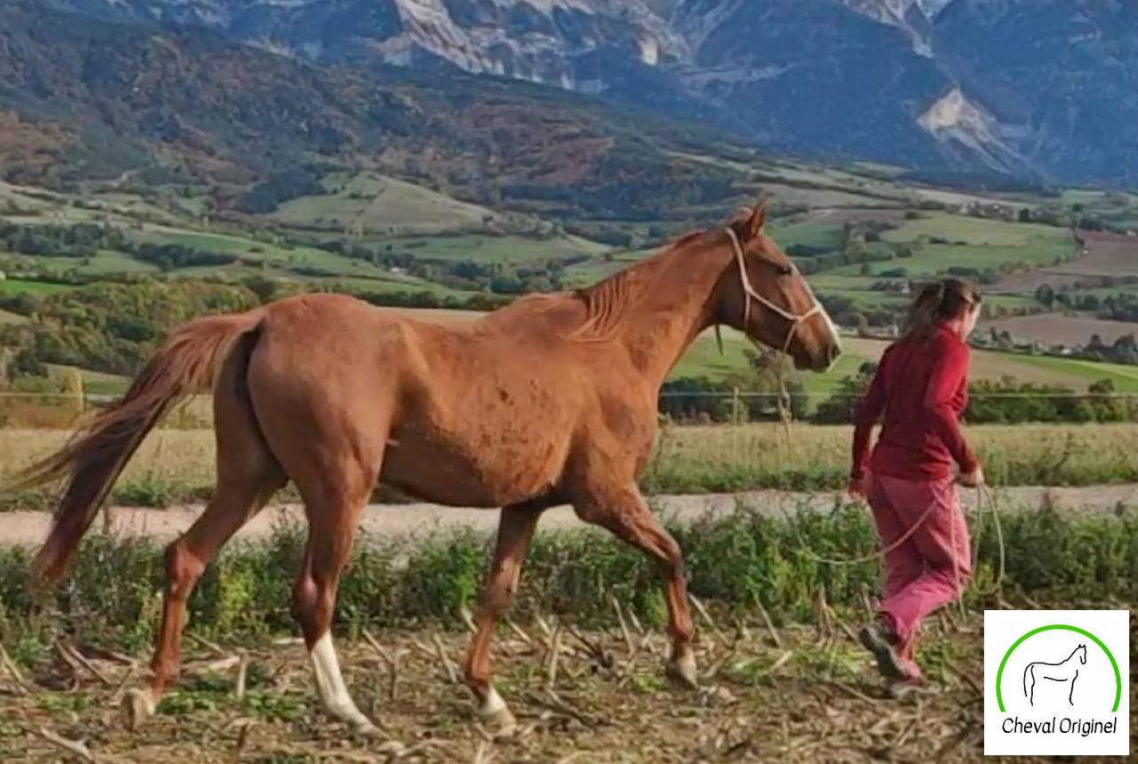 Cavalla Akhal Teke In vendita 2017 Sauro ,  Raymar, AT