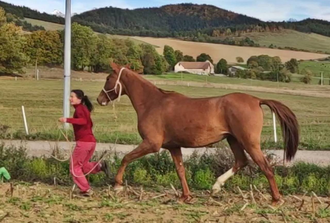 Cavalla Akhal Teke In vendita 2017 Sauro ,  Raymar, AT