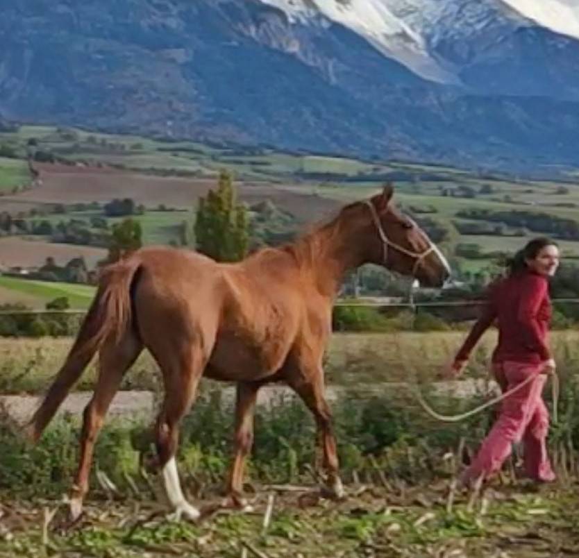 Cavalla Akhal Teke In vendita 2017 Sauro ,  Raymar, AT