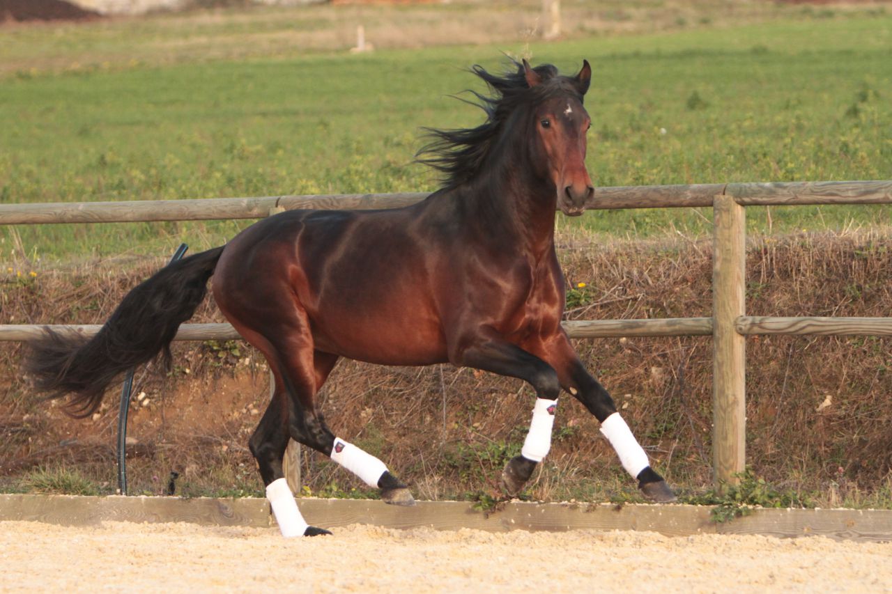 FAUSTO DE LA COMBE - PRE Andaluso 2015 ,  TENORIO DE VERLIN