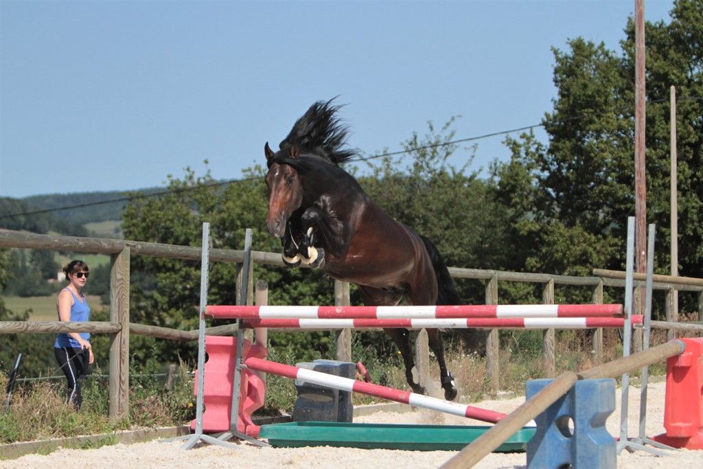 FAUSTO DE LA COMBE - PRE Andaluso 2015 ,  TENORIO DE VERLIN
