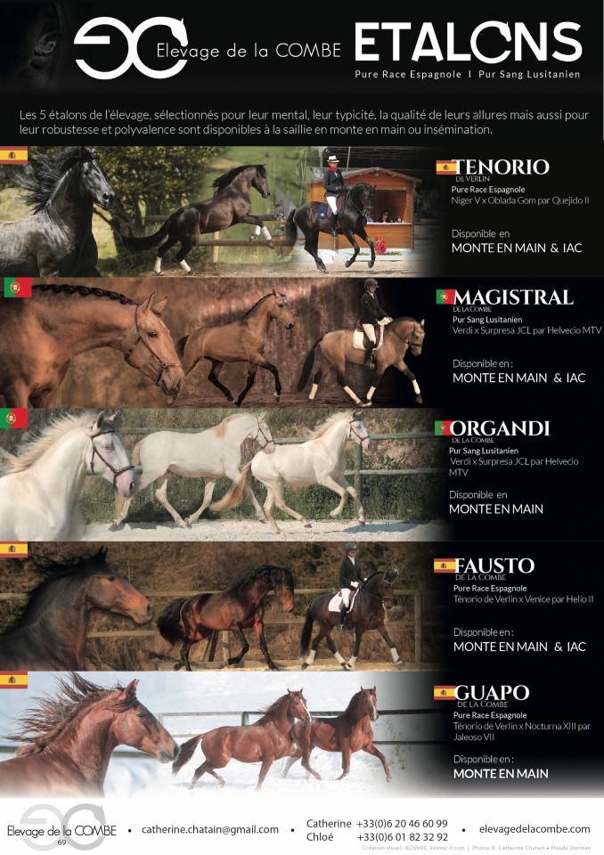 FAUSTO DE LA COMBE - PRE Andaluso 2015 ,  TENORIO DE VERLIN