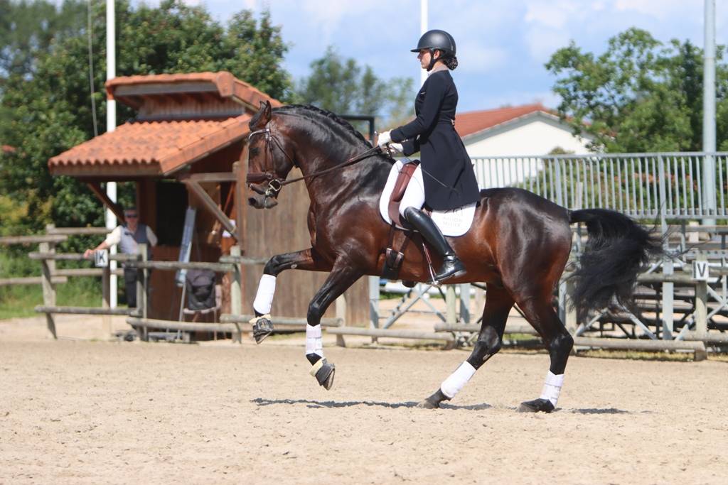 FAUSTO DE LA COMBE - PRE Andaluso 2015 ,  TENORIO DE VERLIN