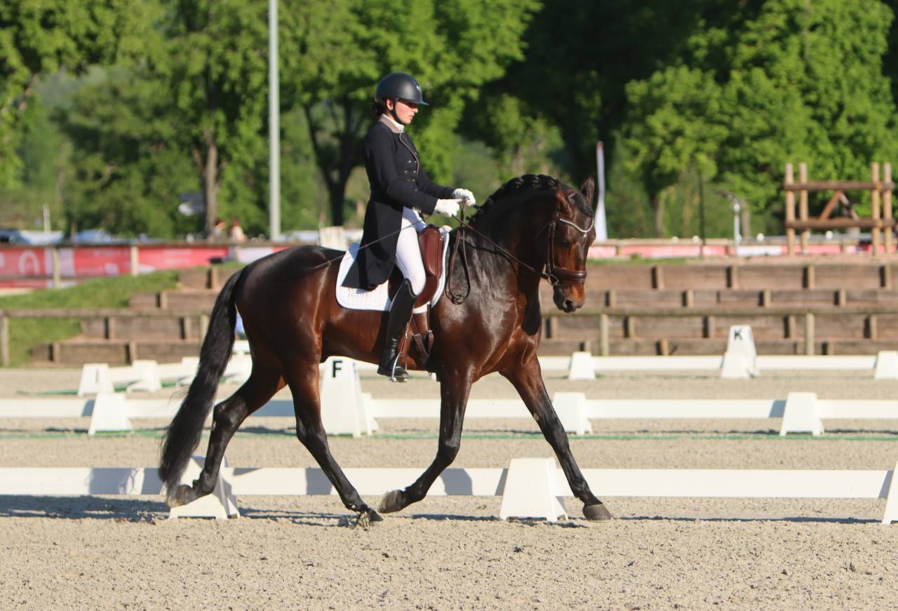 FAUSTO DE LA COMBE - PRE Andaluso 2015 ,  TENORIO DE VERLIN