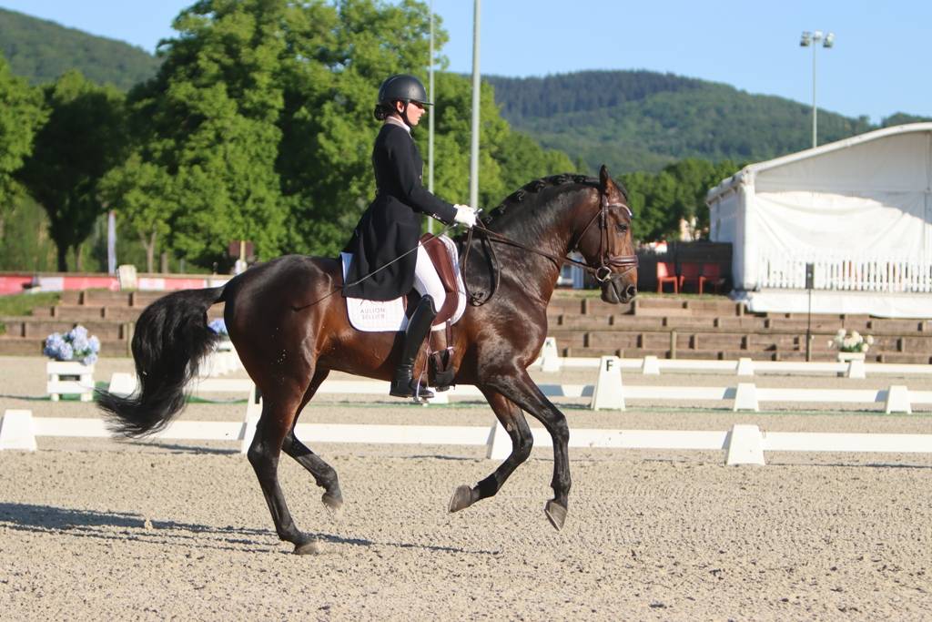 FAUSTO DE LA COMBE - PRE Andaluso 2015 ,  TENORIO DE VERLIN