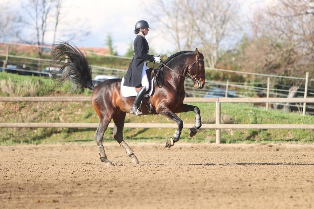 FAUSTO DE LA COMBE - PRE Andaluso 2015 ,  TENORIO DE VERLIN