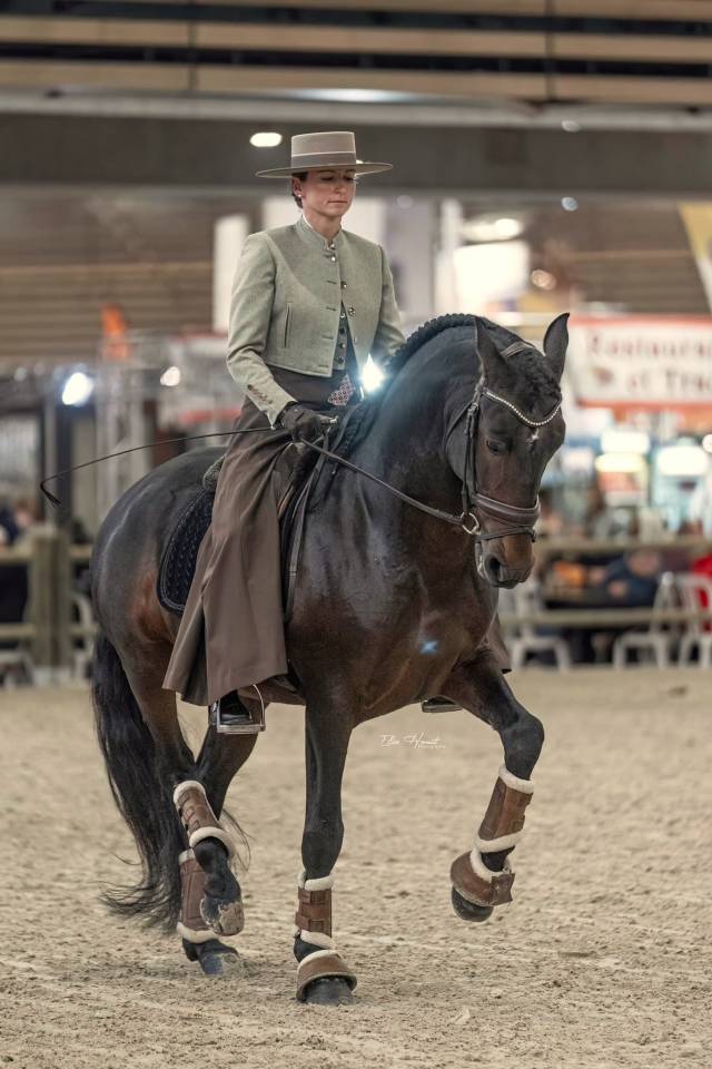 FAUSTO DE LA COMBE - PRE Andaluso 2015 ,  TENORIO DE VERLIN