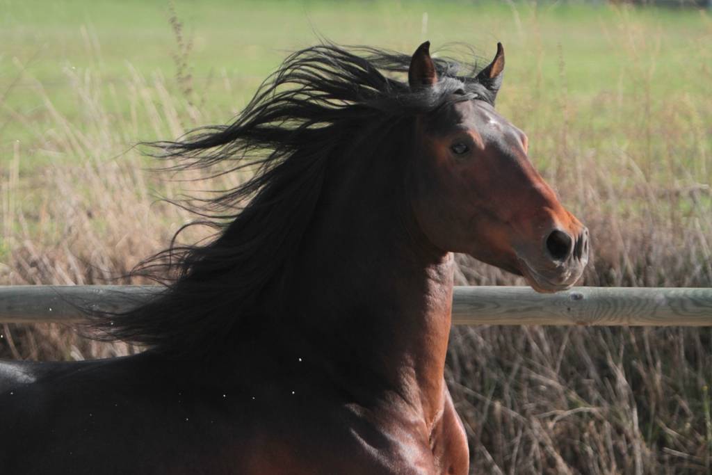 FAUSTO DE LA COMBE - PRE Andaluso 2015 ,  TENORIO DE VERLIN