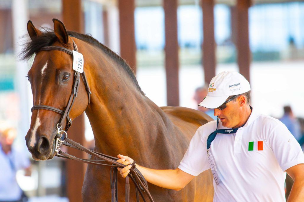 Chaqui Z - Zangersheide 2006