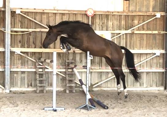 Castrone Sella Francese In vendita 2018 Baio