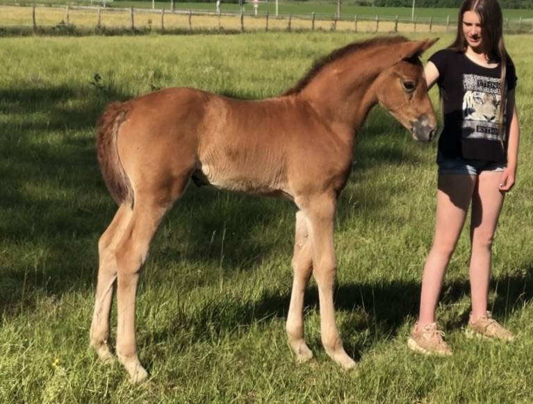 Castrone Sella Francese In vendita 2018 Baio