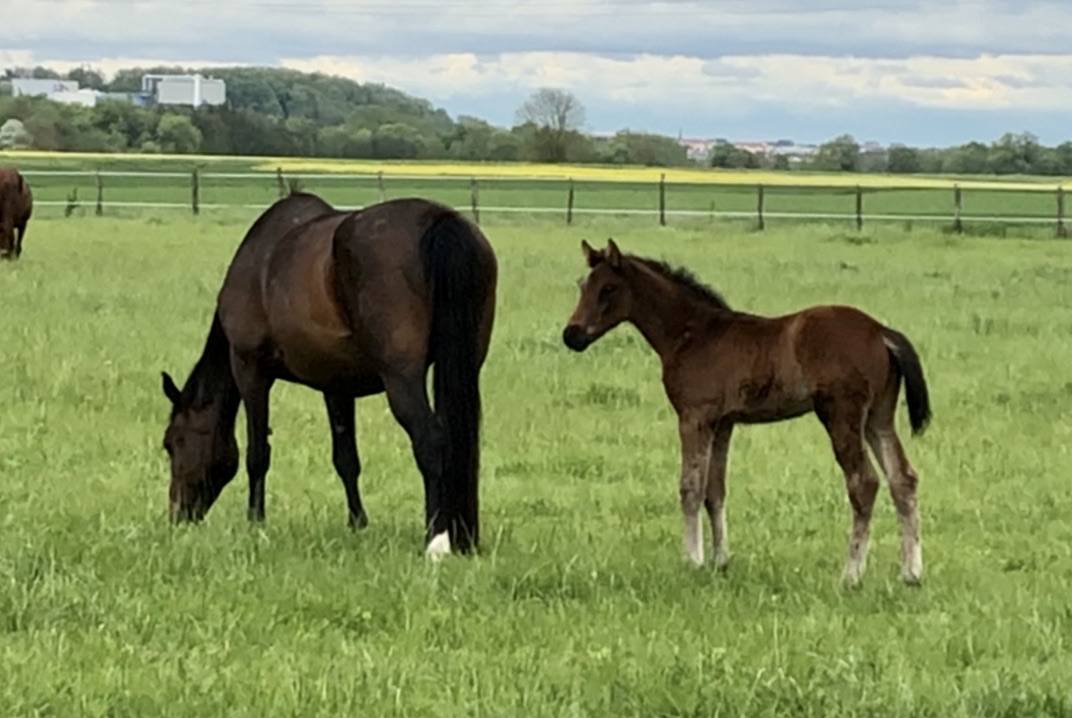 Castrone Sella Francese In vendita 2018 Baio