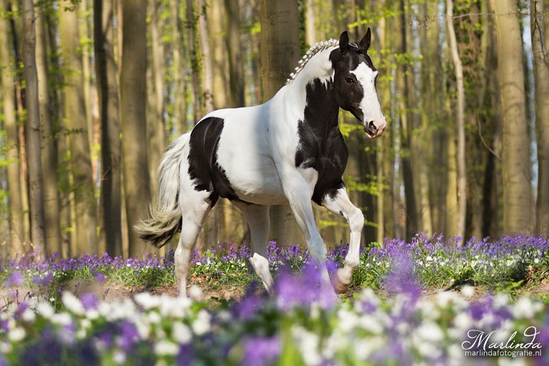 Frison / Barock Pinto - Frisone 2010