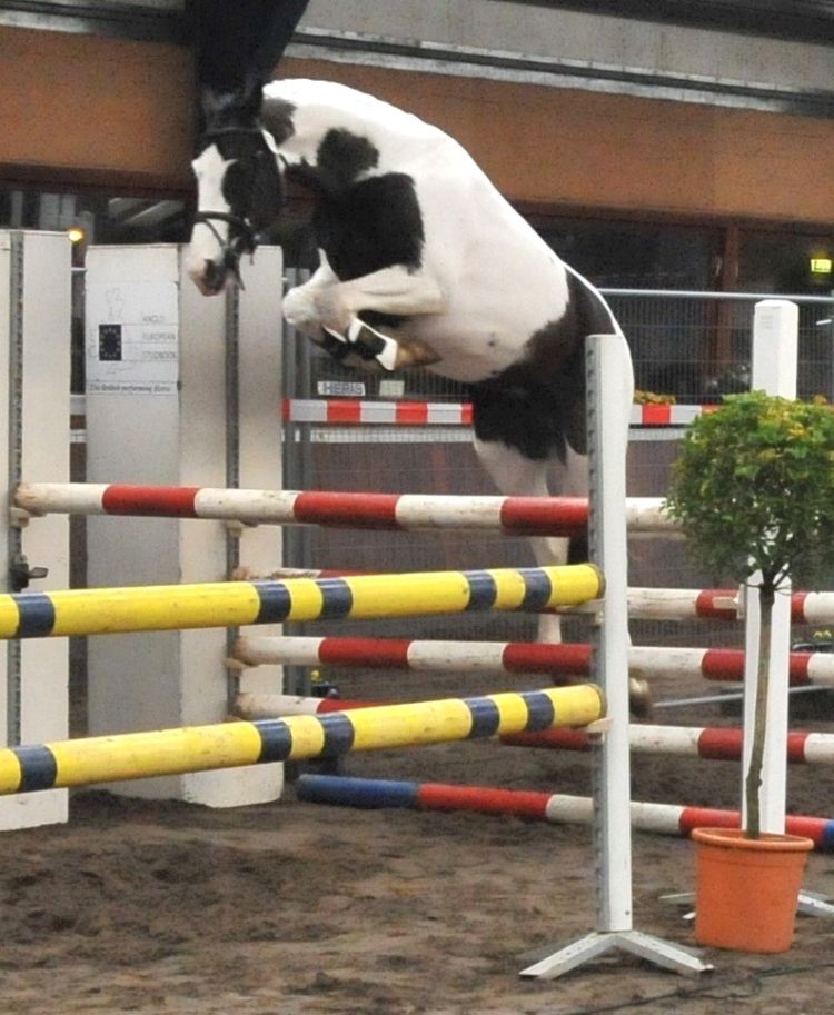 Frison / Barock Pinto - Frisone 2010