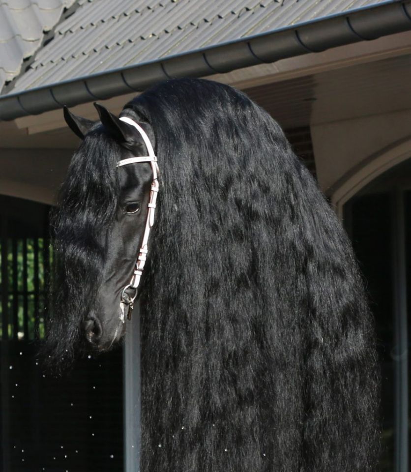 Frison / Barock Pinto - Frisone 2010