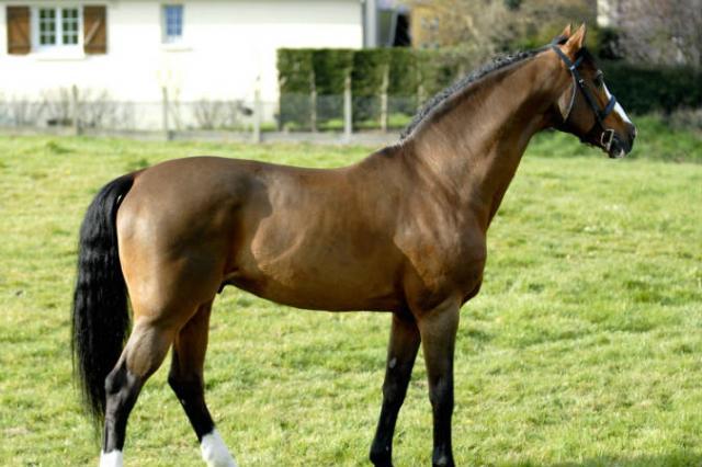 Lando - Cavallo da Sport Danese 1988 ,  LANCIER