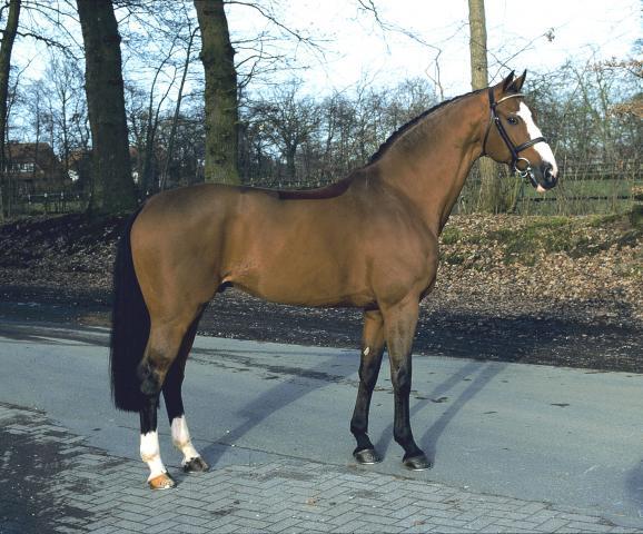 Lando - Cavallo da Sport Danese 1988 ,  LANCIER