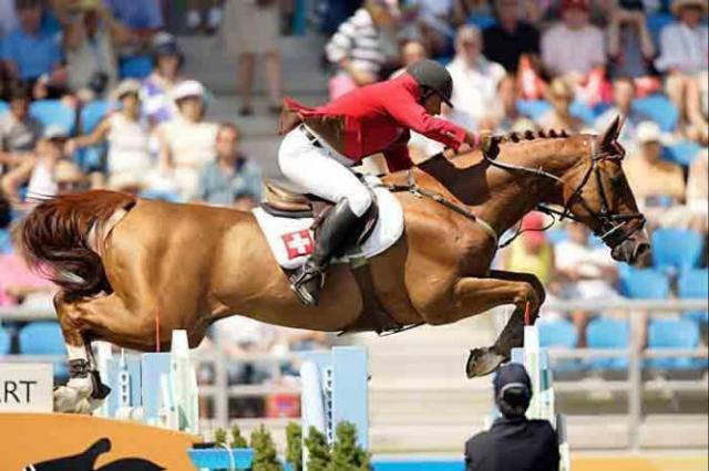 Tinka's Boy - KWPN Cavallo da Sport Neerlandese 1989 ,  ZUIDPOOL