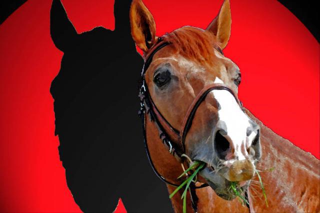 Tinka's Boy - KWPN Cavallo da Sport Neerlandese 1989 ,  ZUIDPOOL