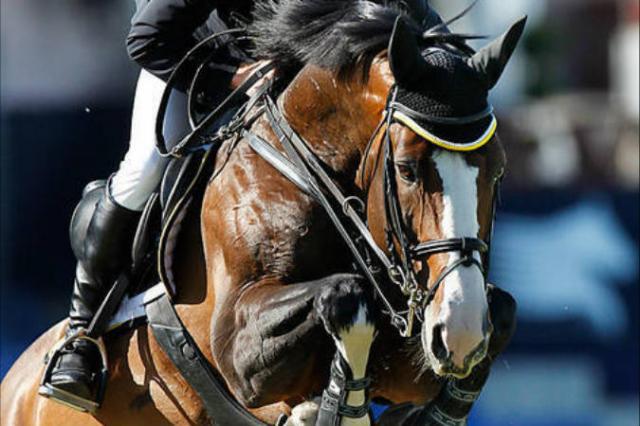 Plot Blue - KWPN Cavallo da Sport Neerlandese 1997 ,  MR BLUE