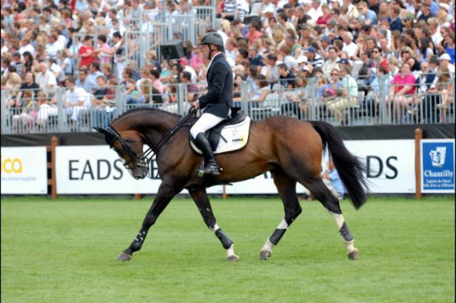 Plot Blue - KWPN Cavallo da Sport Neerlandese 1997 ,  MR BLUE