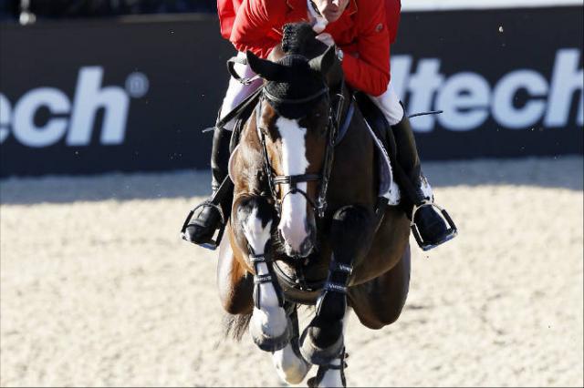 Plot Blue - KWPN Cavallo da Sport Neerlandese 1997 ,  MR BLUE