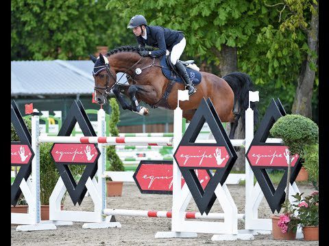 Million Dollar - BWP Cavallo da Sangue Belgio 2012 ,  PLOT BLUE