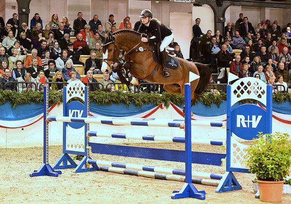 Million Dollar - BWP Cavallo da Sangue Belgio 2012 ,  PLOT BLUE