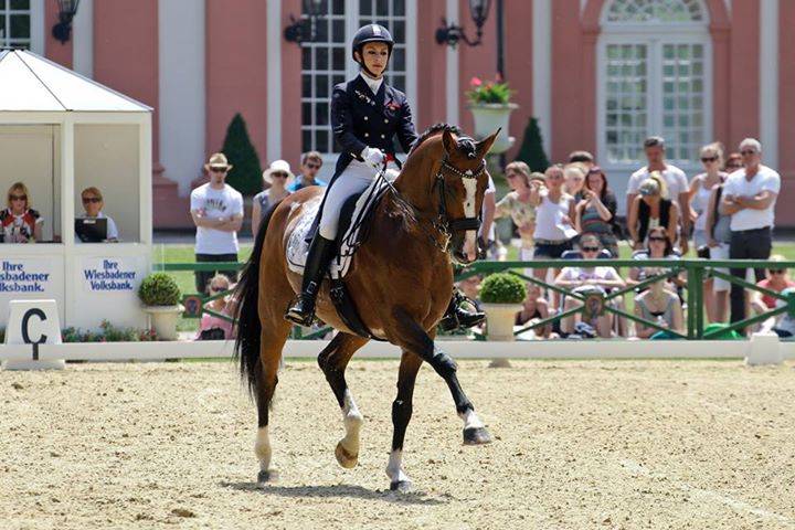 Don Quichot - BWP Cavallo da Sangue Belgio 2000 ,  QUITE EASY