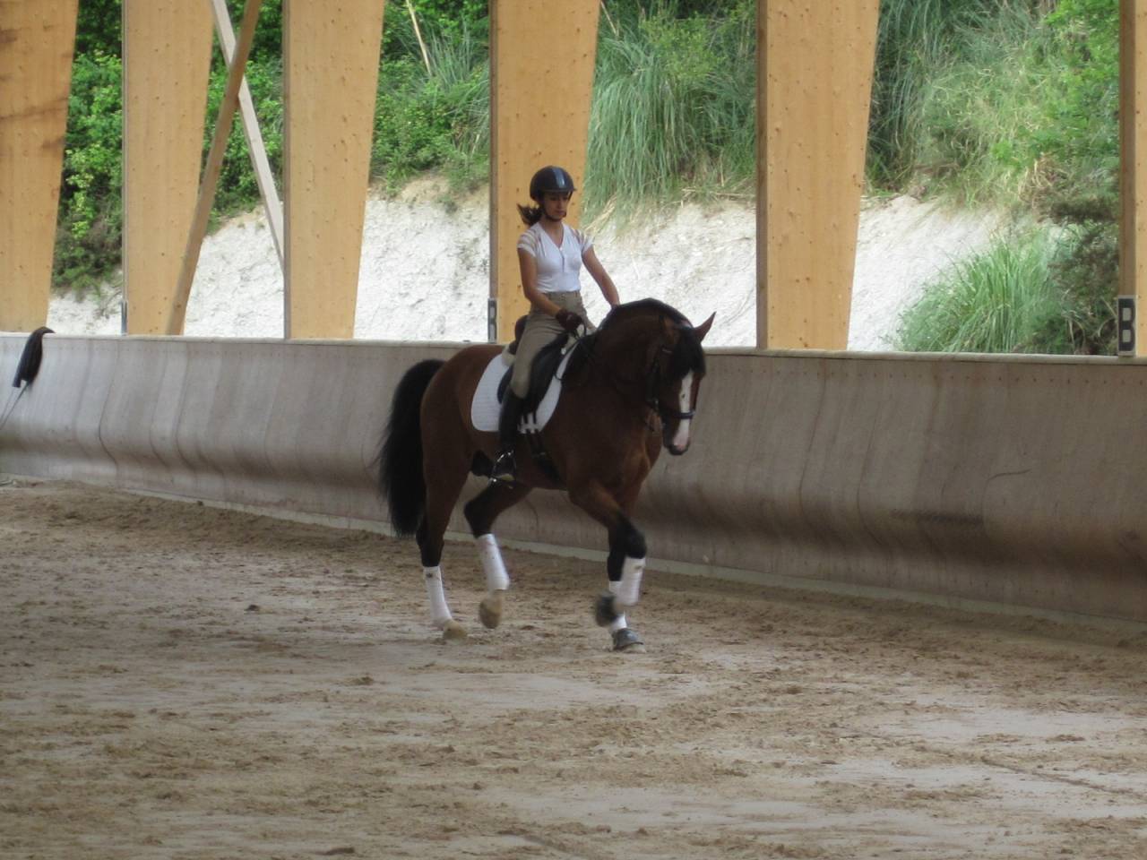 Don Quichot - BWP Cavallo da Sangue Belgio 2000 ,  QUITE EASY