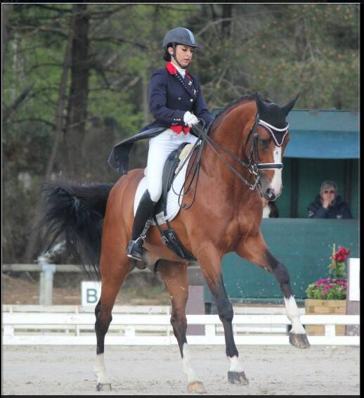 Don Quichot - BWP Cavallo da Sangue Belgio 2000 ,  QUITE EASY