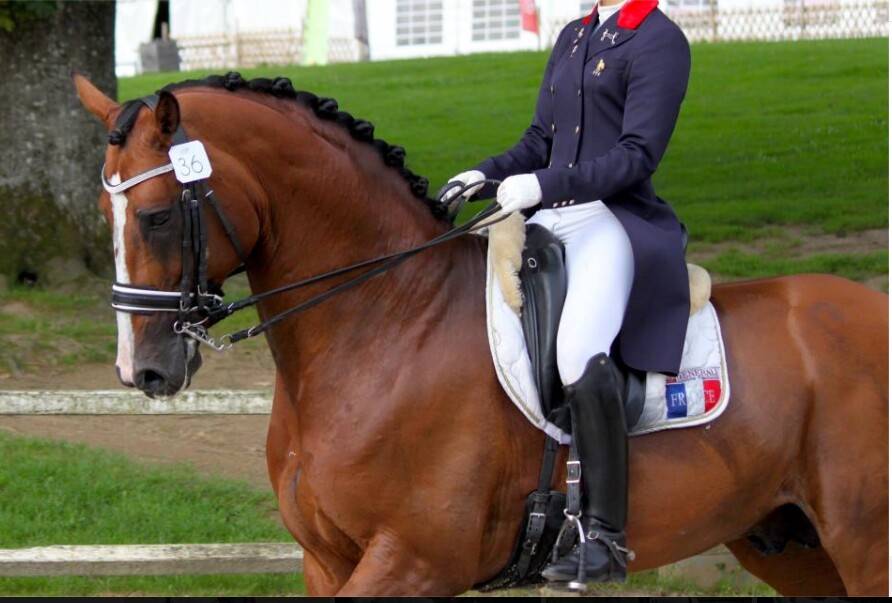 Don Quichot - BWP Cavallo da Sangue Belgio 2000 ,  QUITE EASY