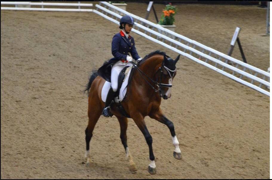 Don Quichot - BWP Cavallo da Sangue Belgio 2000 ,  QUITE EASY