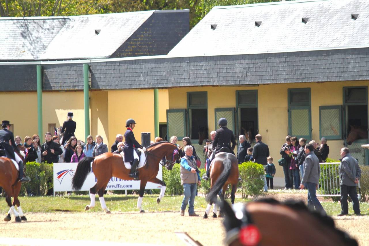 Don Quichot - BWP Cavallo da Sangue Belgio 2000 ,  QUITE EASY