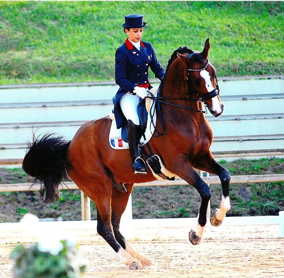 Don Quichot - BWP Cavallo da Sangue Belgio 2000 ,  QUITE EASY