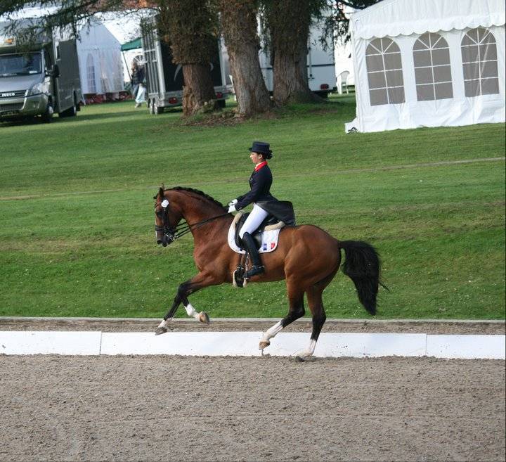 Don Quichot - BWP Cavallo da Sangue Belgio 2000 ,  QUITE EASY