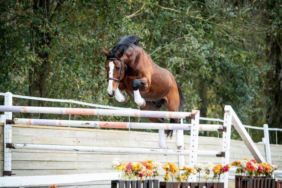 Don Quichot - BWP Cavallo da Sangue Belgio 2000 ,  QUITE EASY