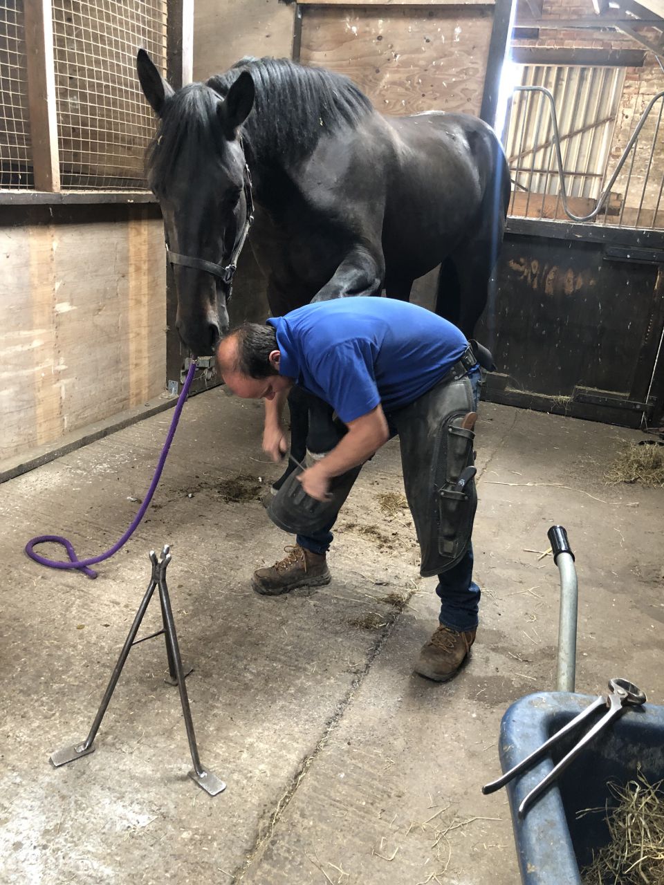 Castrone AES Anglo European Studbook In vendita 2016 Baio scuro ,  Lynwood Constitution