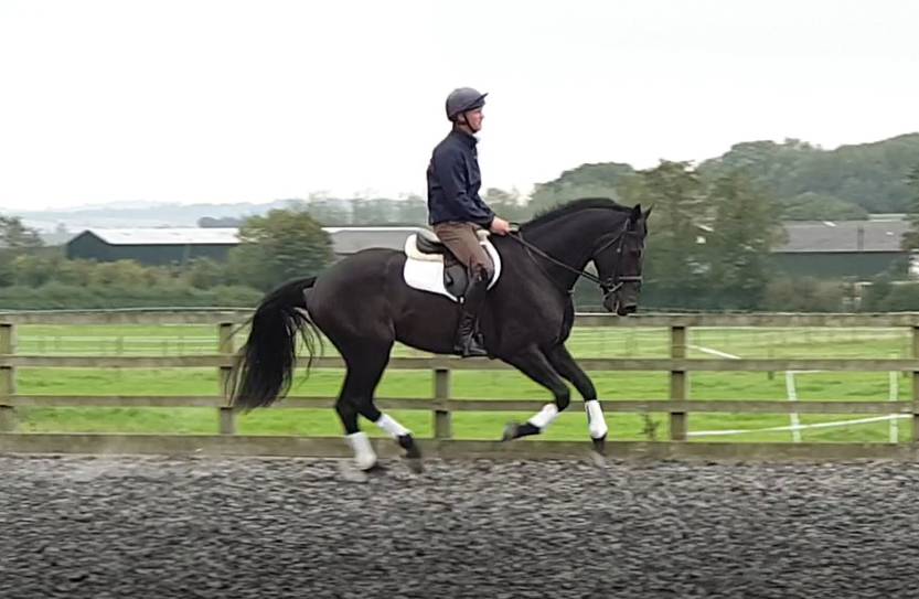 Castrone AES Anglo European Studbook In vendita 2016 Baio scuro ,  Lynwood Constitution