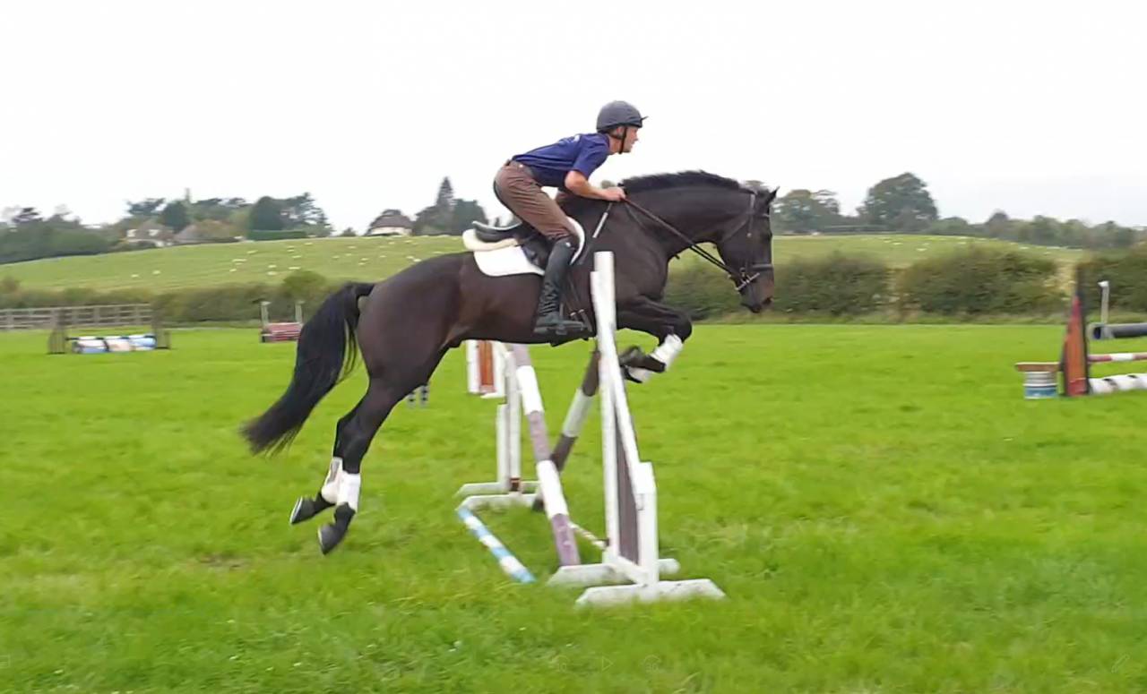 Castrone AES Anglo European Studbook In vendita 2016 Baio scuro ,  Lynwood Constitution