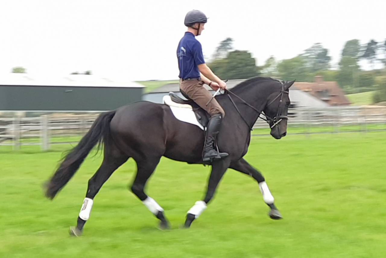 Castrone AES Anglo European Studbook In vendita 2016 Baio scuro ,  Lynwood Constitution